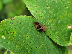 Aphrophora intermedia