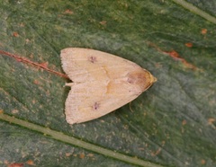 Rivula inconspicua