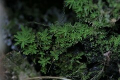 Calymperastrum latifolium