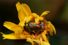 Cryptocephalus