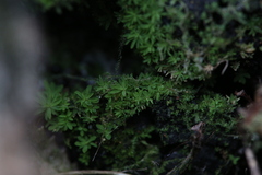 Calymperastrum latifolium