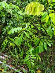 Millettia pachycarpa