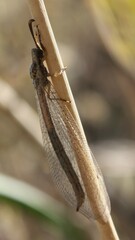 Macronemurus appendiculatus