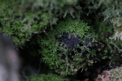 Calymperastrum latifolium