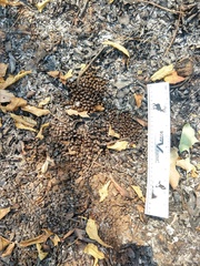 Tetracerus quadricornis