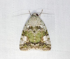 Blenina quinaria
