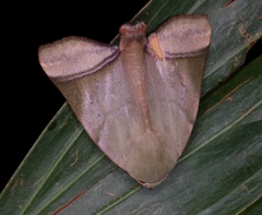 Carea varipes