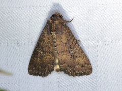 Condica illecta