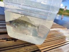 Gymnocephalus cernua