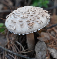 Macrolepiota procera