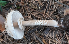 Macrolepiota procera