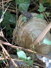 Fomes fomentarius