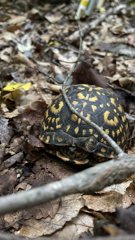 Common Box Turtle in September 2022 by Audrey Kauppila · iNaturalist