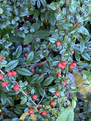 Cotoneaster salicifolius