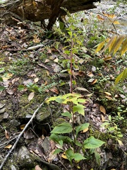 Solidago arguta arguta