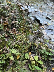 Solidago arguta arguta