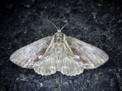 Ercheia umbrosa