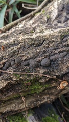 Annulohypoxylon truncatum