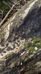 Annulohypoxylon truncatum