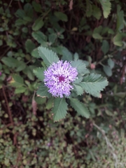 Centratherum punctatum