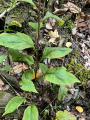 Solidago arguta arguta