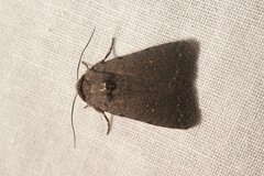 Caradrina flavirena