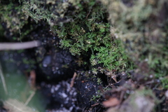 Calymperastrum latifolium