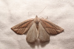 Compsoptera opacaria