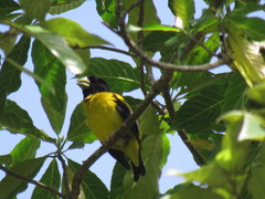 Coccothraustes abeillei