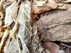 Heteropoda venatoria