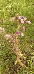 Cirsium palustre