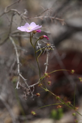 Drosera drummondii