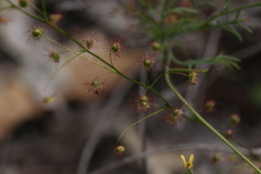 Drosera drummondii