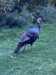 Meleagris gallopavo silvestris