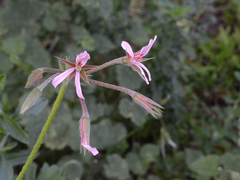 Pelargonium alchemilloides
