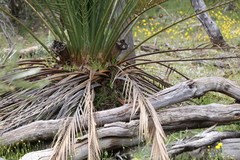 Calymperastrum latifolium