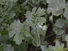 Pelargonium alchemilloides