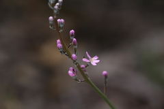 Stylidium araeophyllum