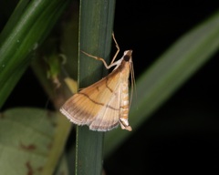 Cnaphalocrocis medinalis