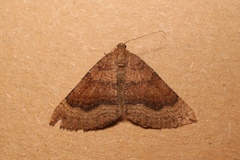 Larentia clavaria