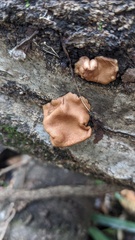 Trichoderma peltatum