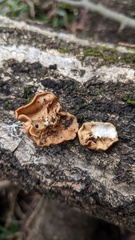 Trichoderma peltatum