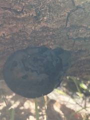 Daldinia concentrica