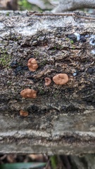 Trichoderma peltatum