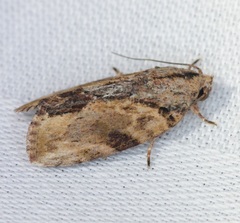 Etanna breviuscula