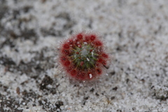 Drosera minutiflora