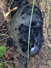 Daldinia concentrica