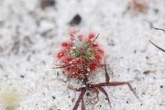 Drosera minutiflora