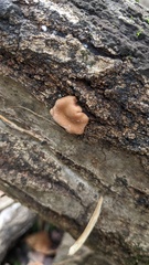 Trichoderma peltatum