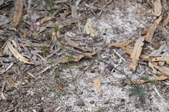 Stylidium araeophyllum